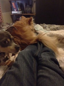 dogs-on-bed