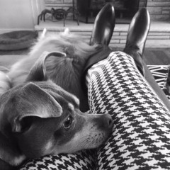 Dogs on the Bed