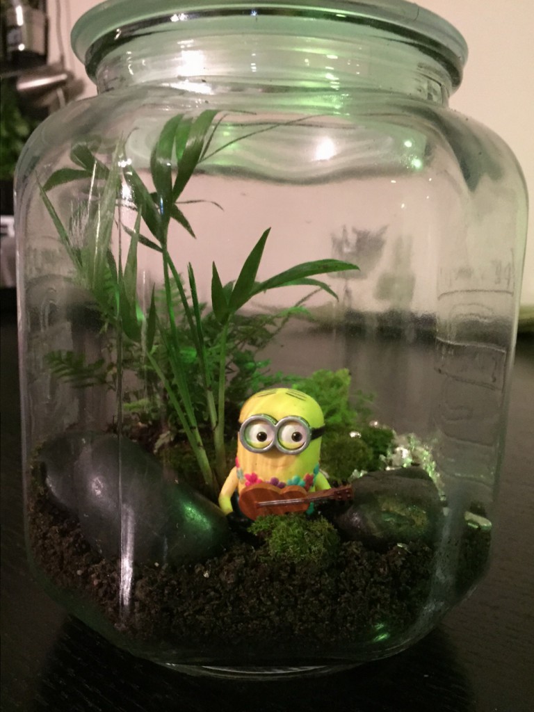 Build a terrarium, #110 on my list. I call it  "It is a mad world in Minion paradise"