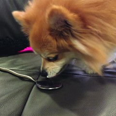 Counting my Spoons Before They are Hatched
