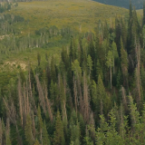 Camping in Gooseberry